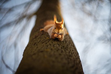 19_Karolina-Vucka_Veverka