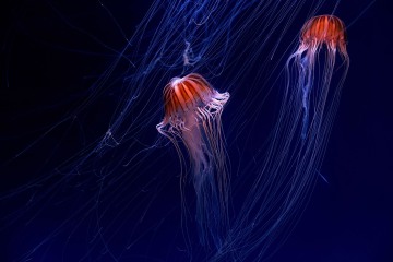 5_Miroslav-Barta_Meduzy