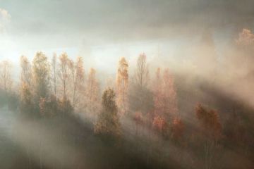 TOP20_11