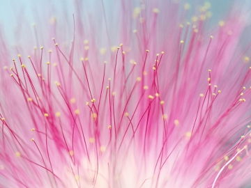 Monika Hůlová