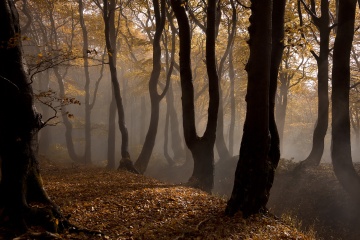 03_Zdenek_Les