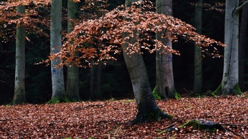 17_Lubomir_Les