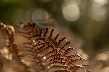28_Mira_TOP022025
